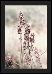 Photographic close-up of dried lavender in pink tones-4