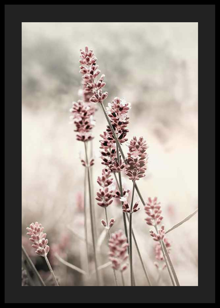 Photographic close-up of dried lavender in pink tones-12