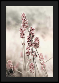 Photographic close-up of dried lavender in pink tones-4