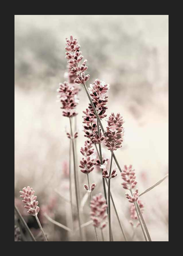 Photographic close-up of dried lavender in pink tones-12