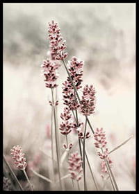 Photographic close-up of dried lavender in pink tones-6