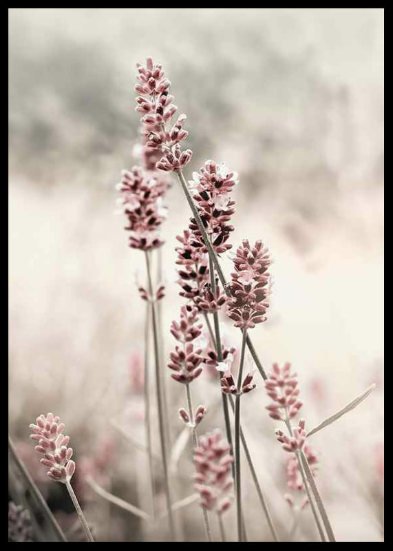 Photographic close-up of dried lavender in pink tones-12