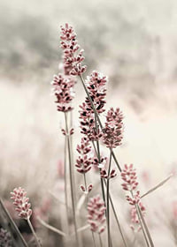 Photographic close-up of dried lavender in pink tones-7
