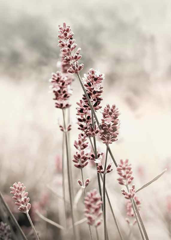 Photographic close-up of dried lavender in pink tones-12