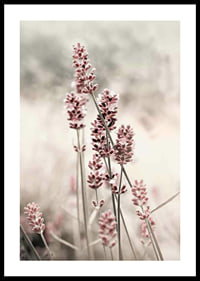 Photographic close-up of dried lavender in pink tones-0
