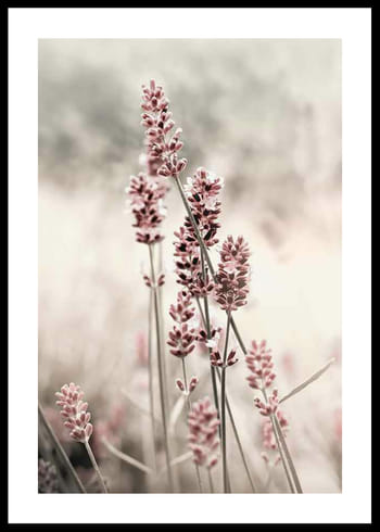 Poster Dried Plants No4