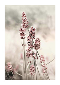 Photographic close-up of dried lavender in pink tones-1