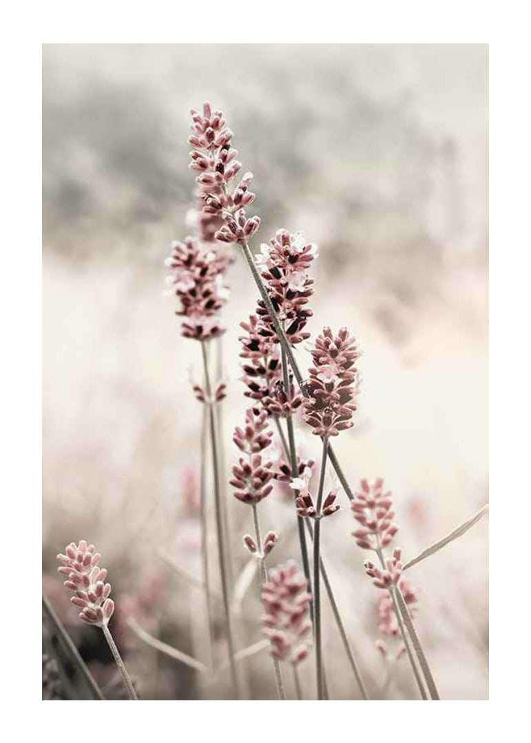 Photographic close-up of dried lavender in pink tones-12