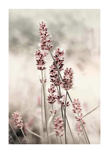 Poster Dried Plants No4