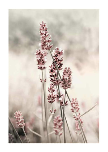 Poster Dried Plants No4