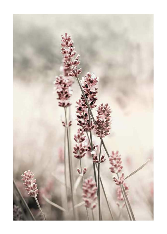Dried Plants No4-12