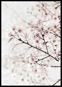 Close-up of cherry blossoms in pink and white against light background-6