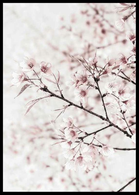 Close-up of cherry blossoms in pink and white against light background-12