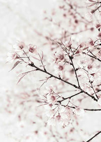 Close-up of cherry blossoms in pink and white against light background-7