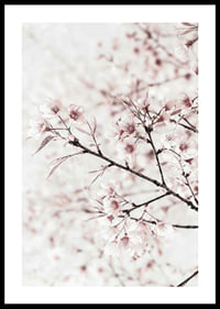 Close-up of cherry blossoms in pink and white against light background-0