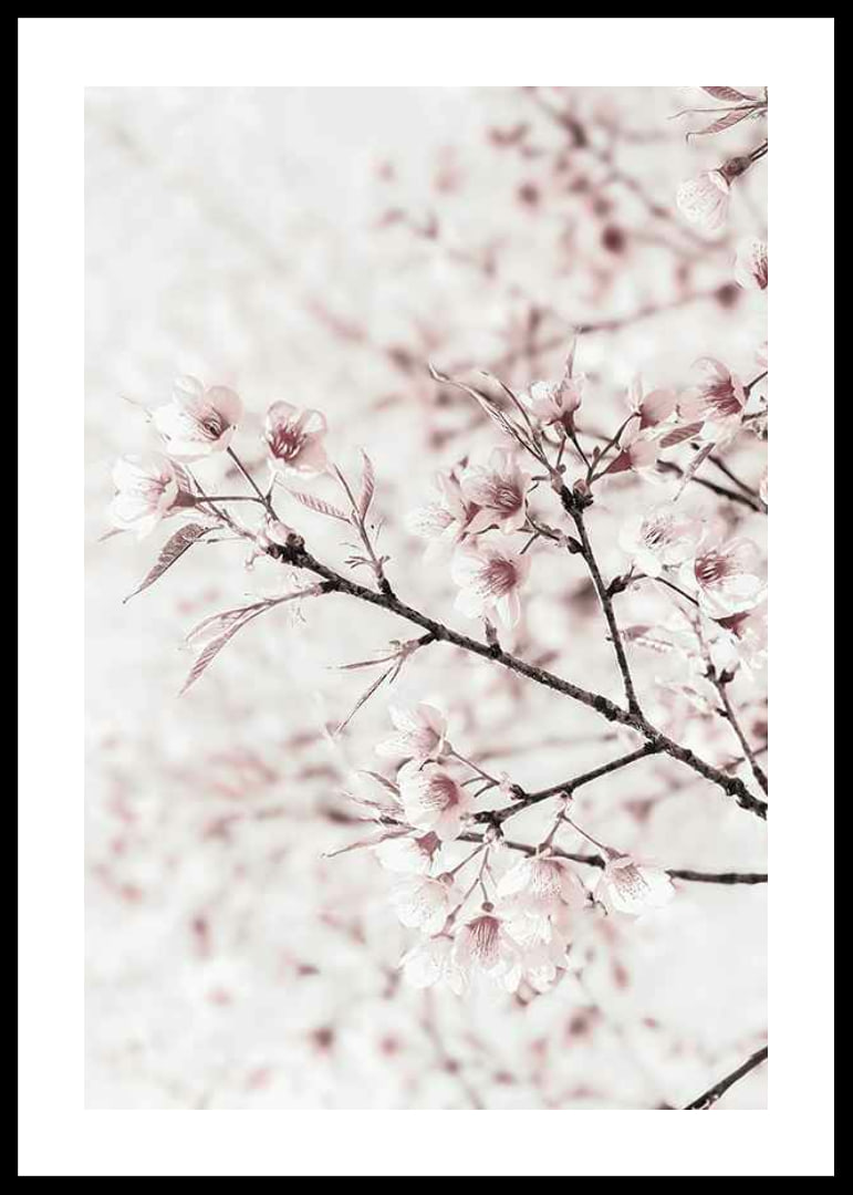 Close-up of cherry blossoms in pink and white against light background-12