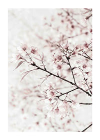 Close-up of cherry blossoms in pink and white against light background-1