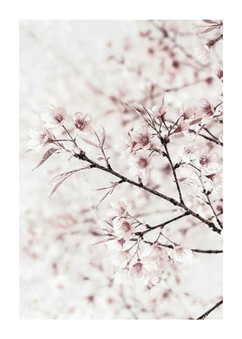 Poster Cherry tree