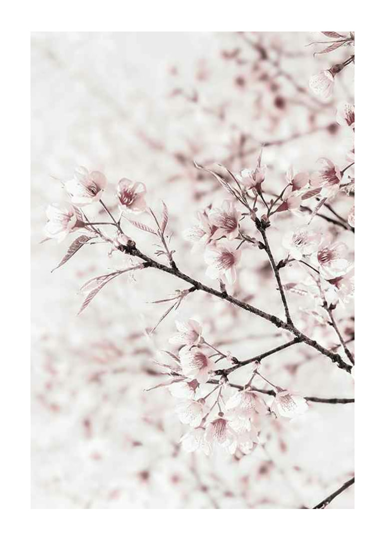 Close-up of cherry blossoms in pink and white against light background-12