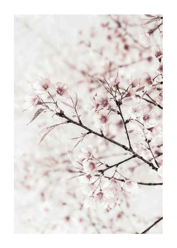 Poster Cherry tree