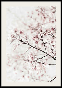 Close-up of cherry blossoms in pink and white against light background-2