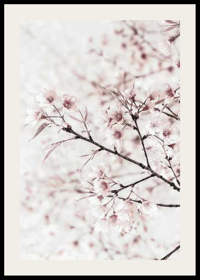 Close-up of cherry blossoms in pink and white against light background-12