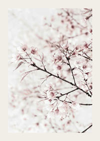 Close-up of cherry blossoms in pink and white against light background-3
