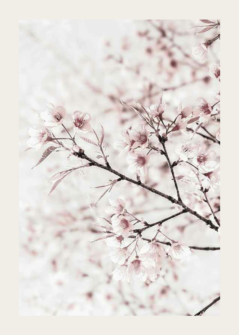 Close-up of cherry blossoms in pink and white against light background-12