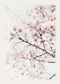 Detailný záber na čerešňové kvety v ružovej a bielej farbe na svetlom pozadí-3