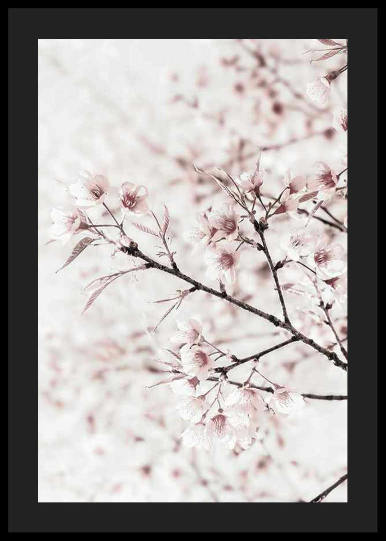 Close-up of cherry blossoms in pink and white against light background-12