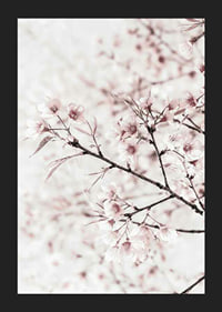 Close-up of cherry blossoms in pink and white against light background-5