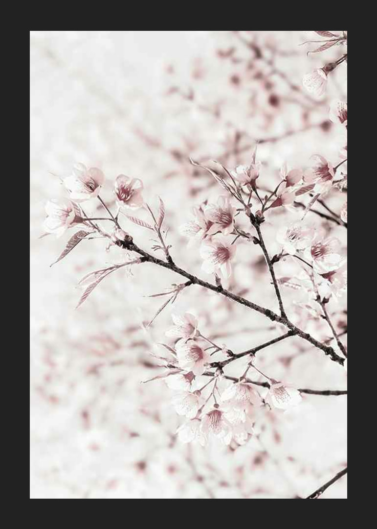 Close-up of cherry blossoms in pink and white against light background-12