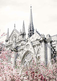 Photograph of Gothic cathedral with pink flowering trees-7