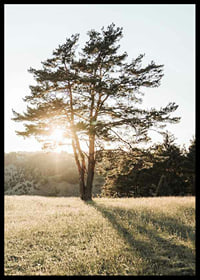 Photograph of a lonely tree in a meadow in backlight at sunrise-6