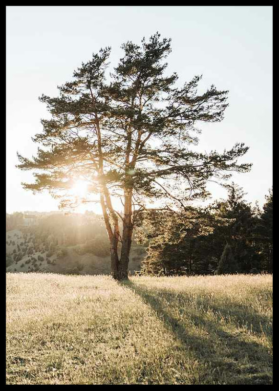 Photograph of a lonely tree in a meadow in backlight at sunrise-12