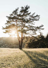 Photograph of a lonely tree in a meadow in backlight at sunrise-7