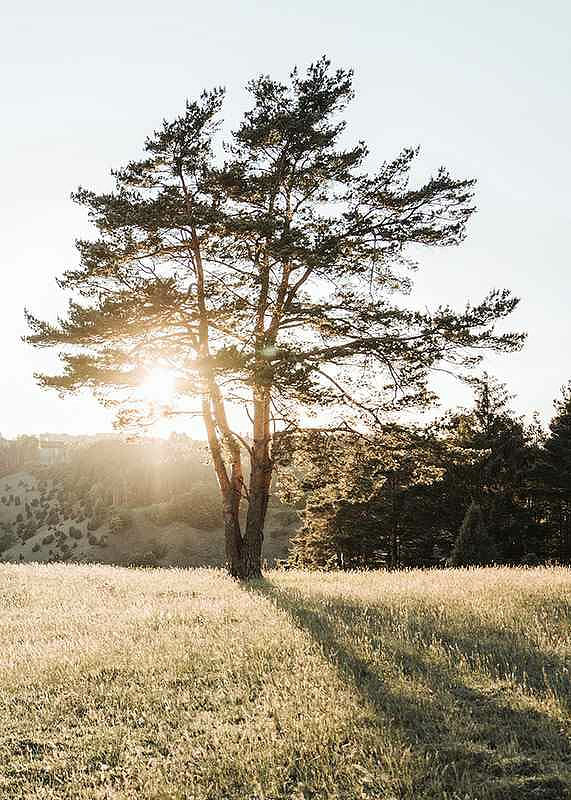 Tree in Sunlight-12