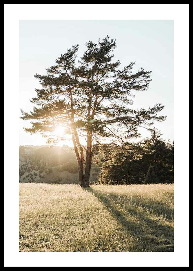 Photograph of a lonely tree in a meadow in backlight at sunrise-12