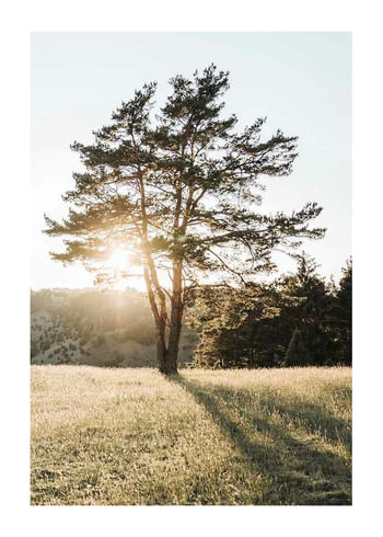 Poster Tree in Sunlight