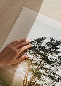 Tree in Sunlight-5