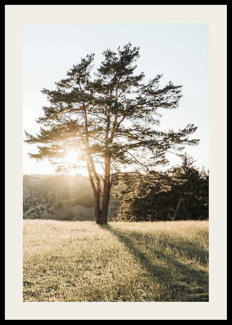 Photograph of a lonely tree in a meadow in backlight at sunrise-12