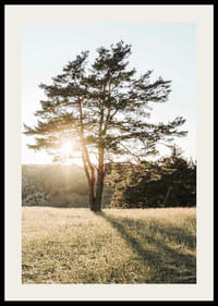 Fotografi av ensamt träd på äng i motljus vid soluppgång-2