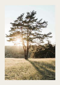 Fotografi av ensamt träd på äng i motljus vid soluppgång-3