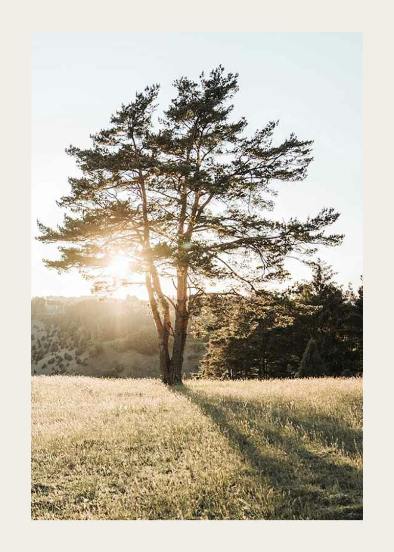 Fotografi av ensamt träd på äng i motljus vid soluppgång-12