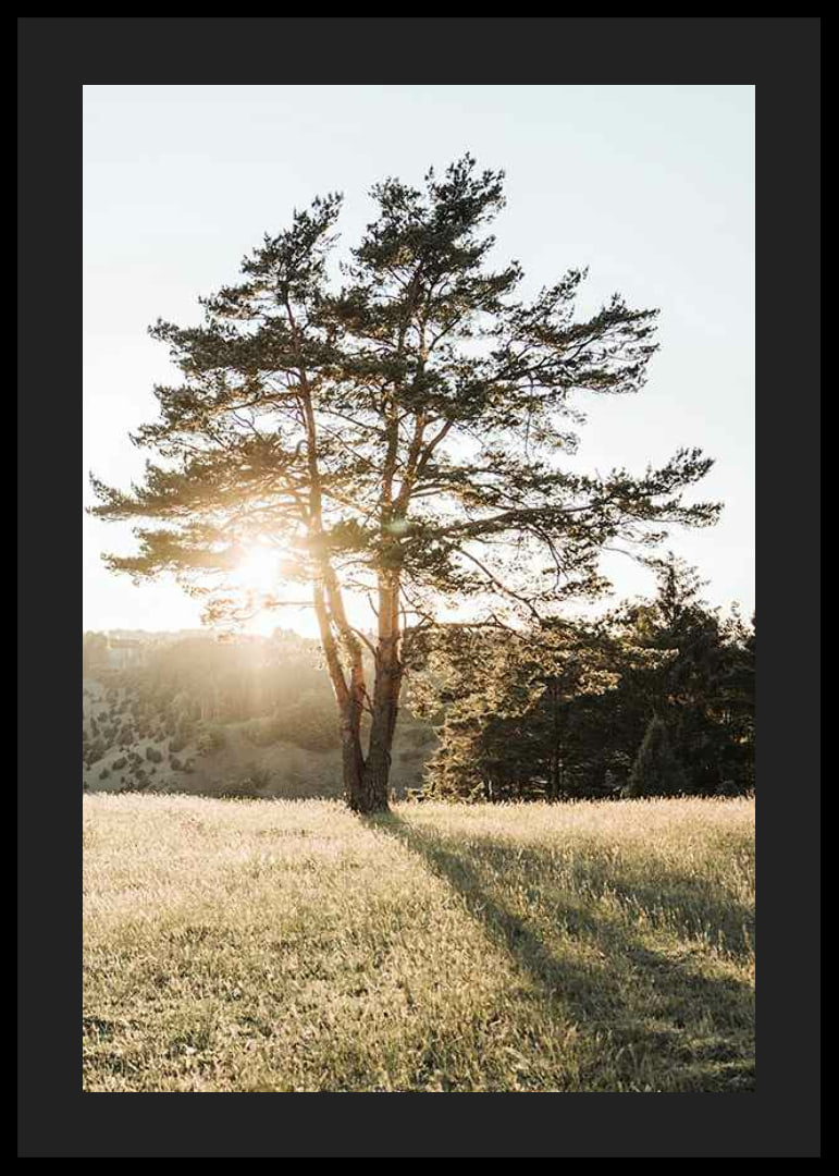 Photograph of a lonely tree in a meadow in backlight at sunrise-12