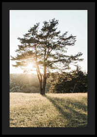Fotografi av ensamt träd på äng i motljus vid soluppgång-4