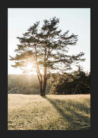 Fotografi av ensamt träd på äng i motljus vid soluppgång-5