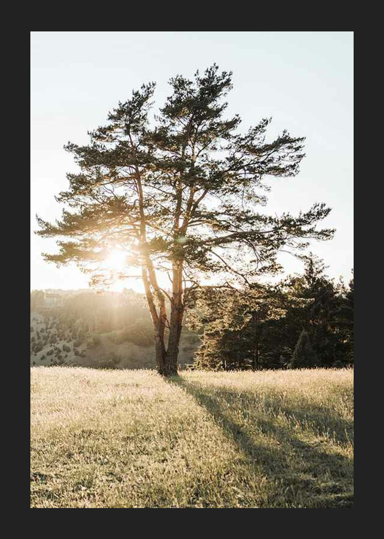 Fotografi av ensamt träd på äng i motljus vid soluppgång-12
