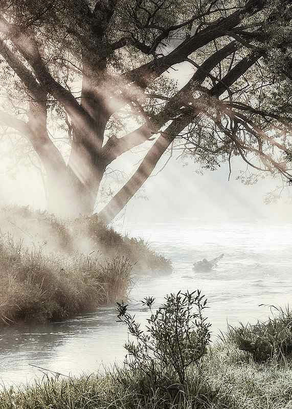 Foggy Dawn-12