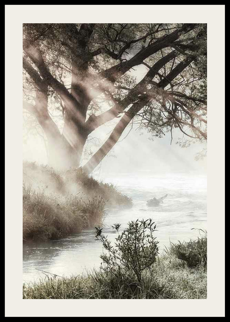 Foto van bomen bij een mistige beek in het ochtendlicht-12